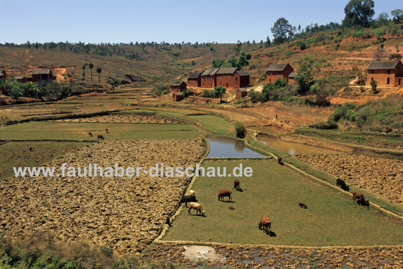 Landwirtschaft bei Antsirabe