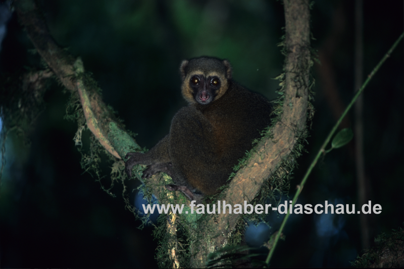 Goldener Lemur im Ranomafana NP