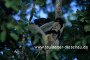 Indri-Indri im Perinet-Reservat