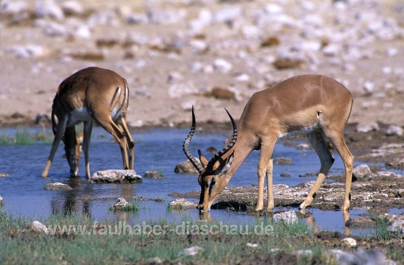 Etosha, Impala-Antilopen