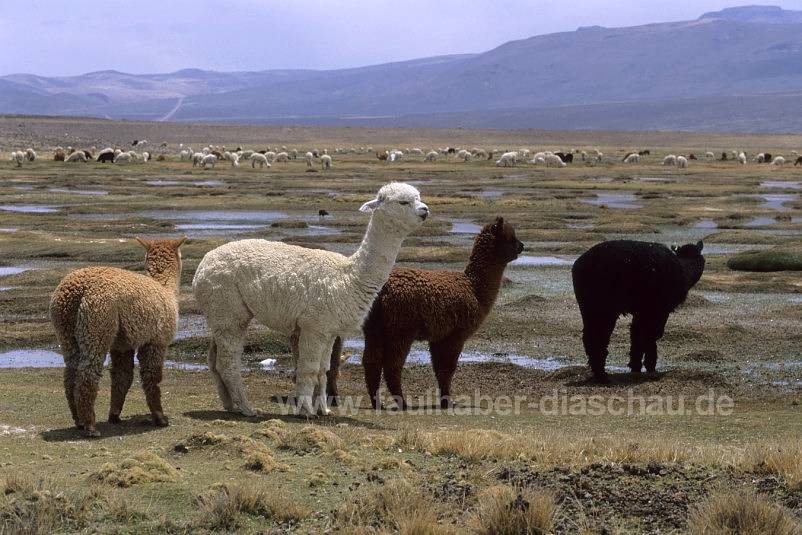 Alpacas im Andenhochland